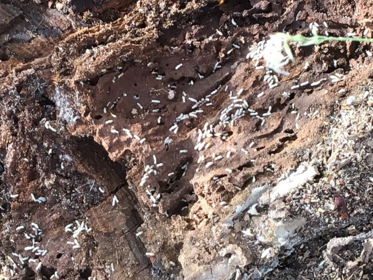 Live Termites found in Perth Home during Pre Purchase Inspection Live Termites found in Perth Home during Pre Purchase Inspection